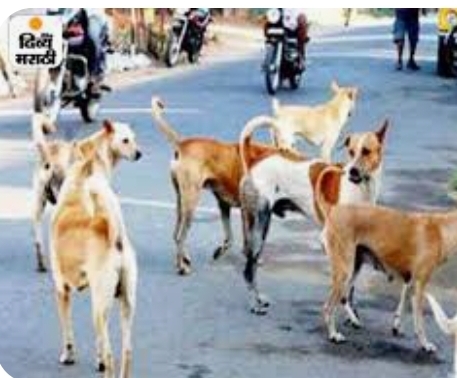 Sterilization of stray dogs